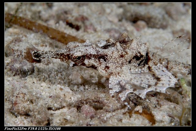sea moth