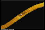 coral goby