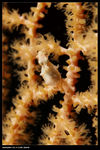 pygme seahorse 1