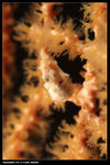 pygme seahorse 2