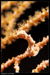 pygme seahorse 3