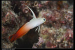 Fire goby 1