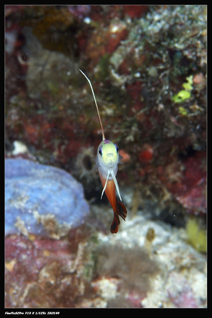 Fire goby 2