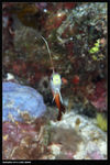 Fire goby 2