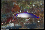 purple fire goby