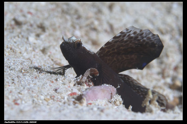 black sail goby