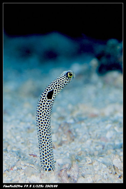 Garden Eel