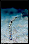 Garden Eel