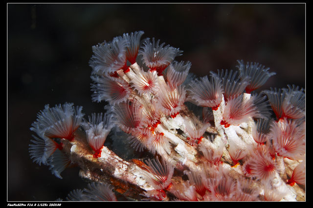 group of tub worm