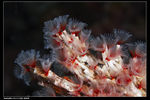 group of tub worm