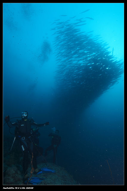 school of baracuda