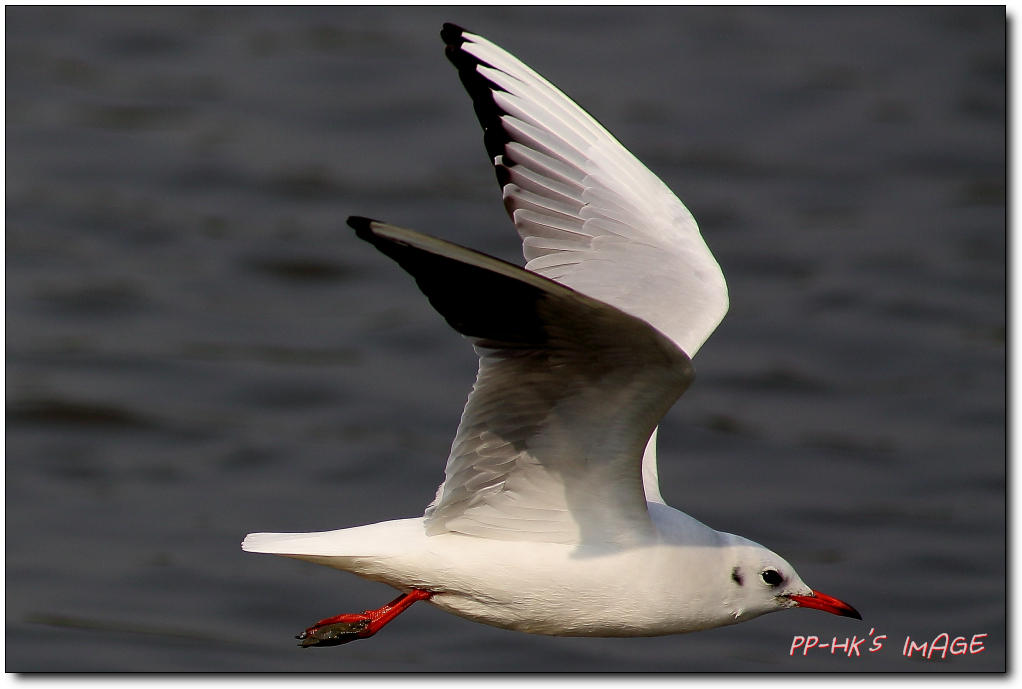5D3_0646-F